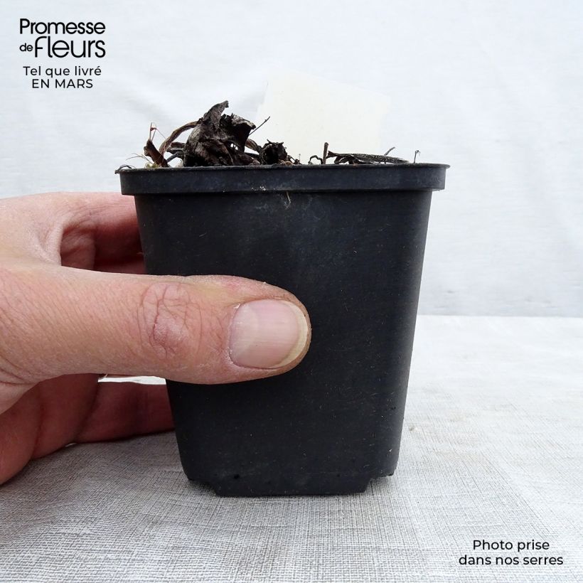 Example of Brunnera macrophylla Variegata - Kaukasisch vergeet-mij-nietje Kweekpotje van 8/9 cm as you get in hiver