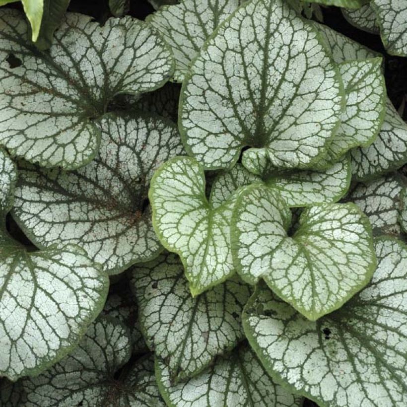 Brunnera macrophylla Jack Frost - Kaukasisch vergeet-mij-nietje (Foliage)