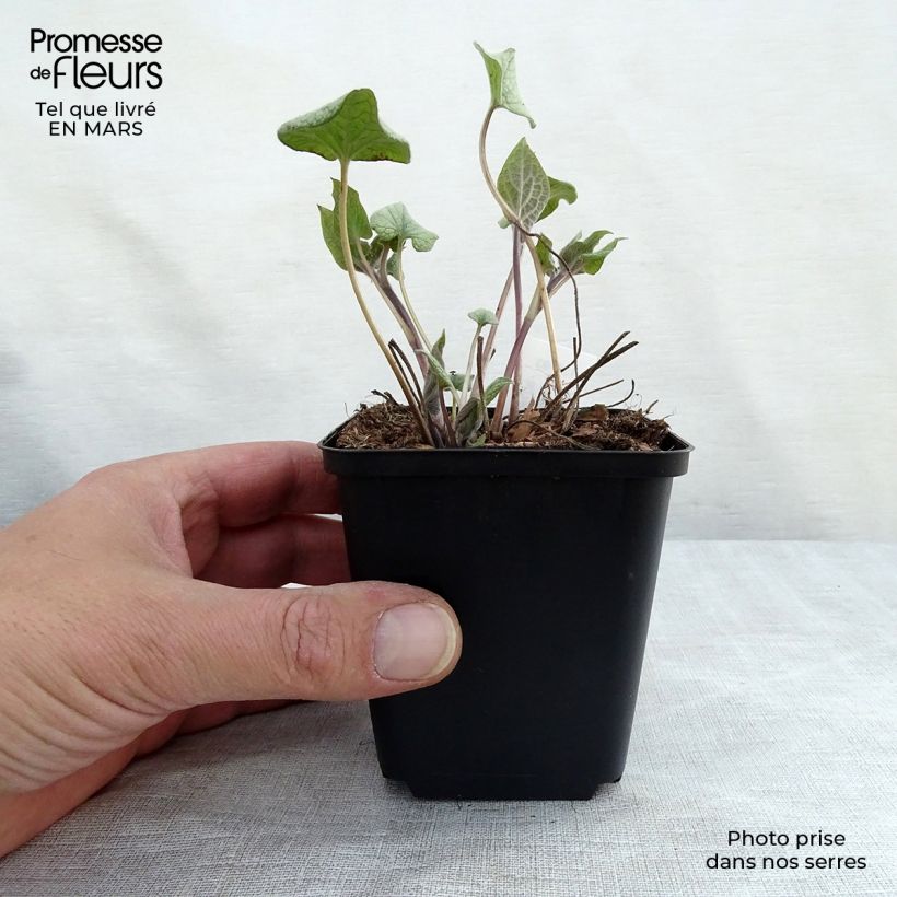 Exemplaar van Brunnera macrophylla Alexanders Great - Kaukasisch vergeet-mij-nietje Kweekpotje van 8/9 cm zoals geleverd in de lente