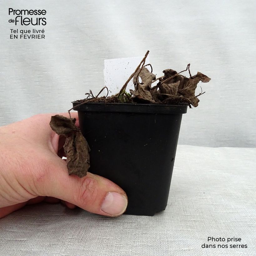 Example of Brunnera macrophylla Betty Bowring - Kaukasisch vergeet-mij-nietje Kweekpotje van 8/9 cm as you get in hiver