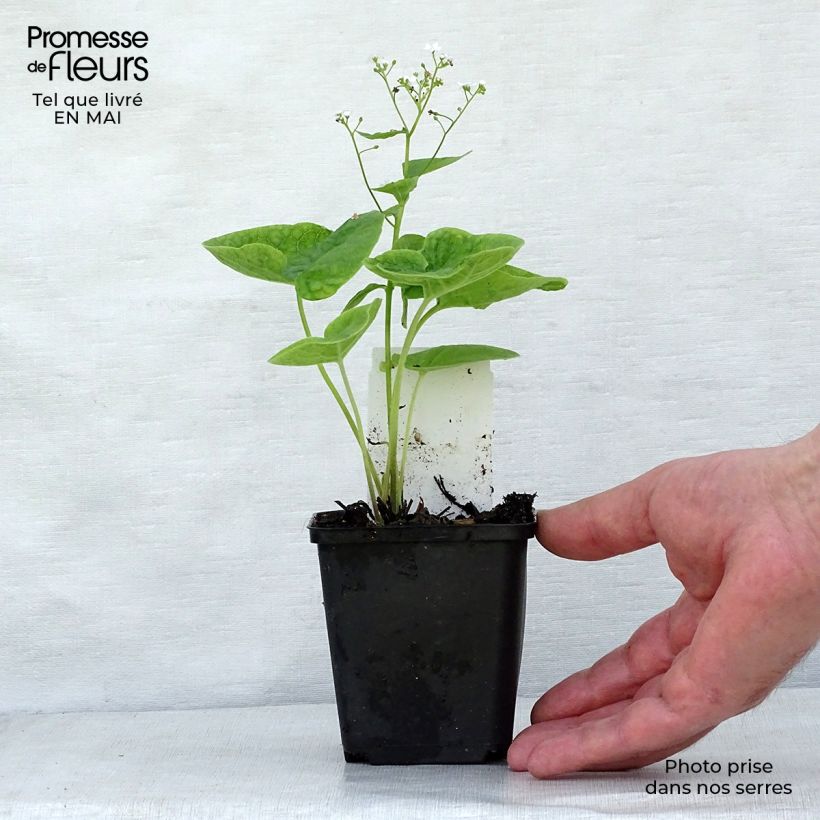 Exemplaar van Brunnera macrophylla Betty Bowring - Kaukasisch vergeet-mij-nietje Kweekpotje van 8/9 cm zoals geleverd in de lente