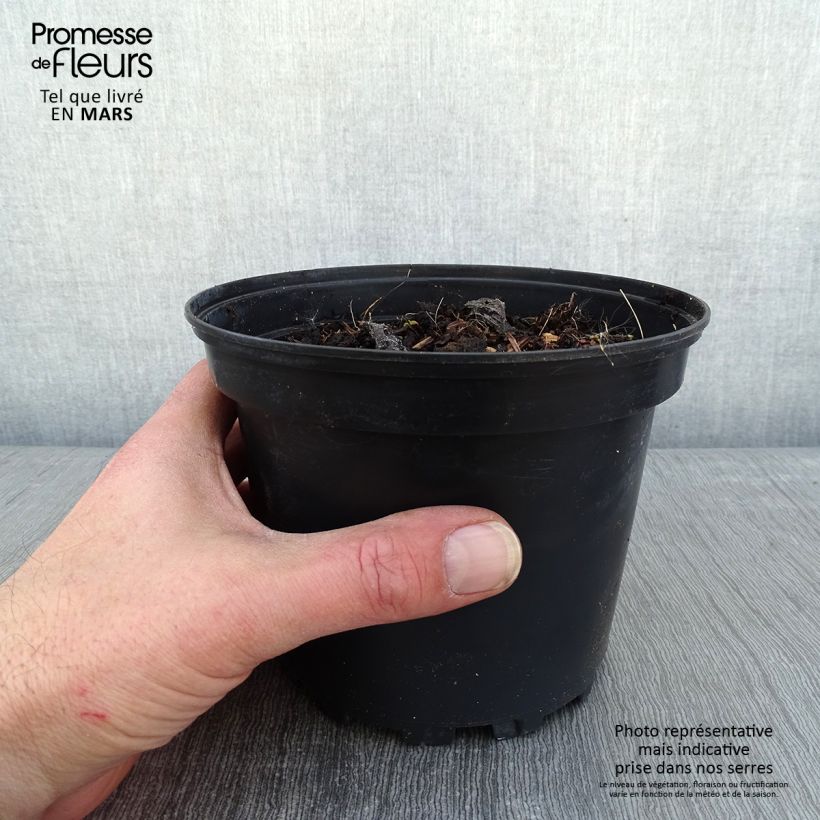 Example of Brunnera macrophylla Betty Bowring - Kaukasisch vergeet-mij-nietje Pot van 2 l/3 l as you get in hiver