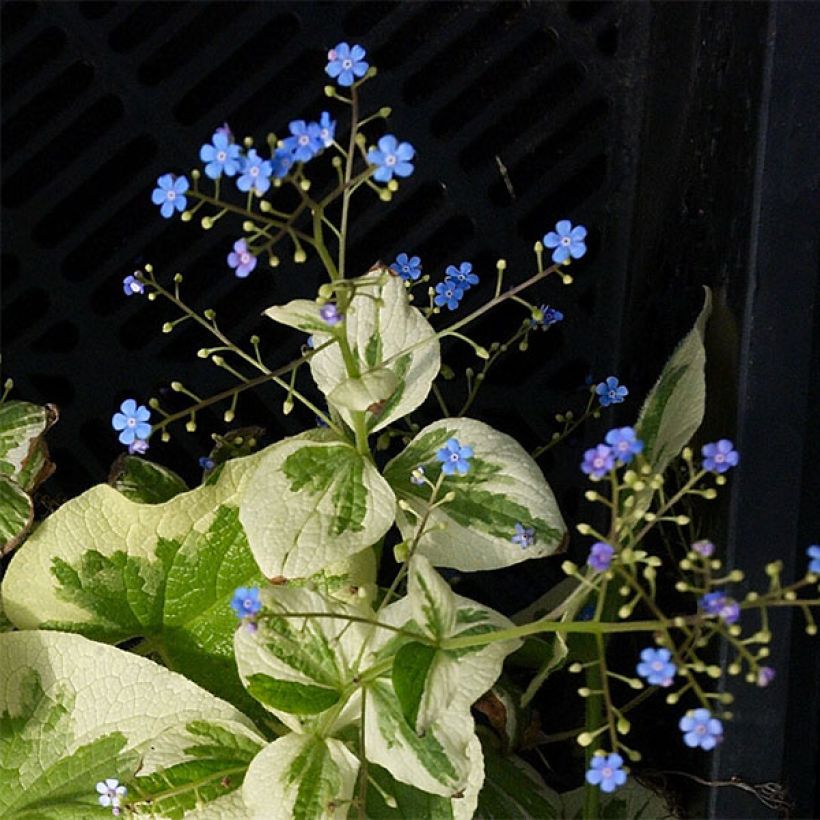 Brunnera macrophylla Dawson s White - Kaukasisch vergeet-mij-nietje (Bloei)