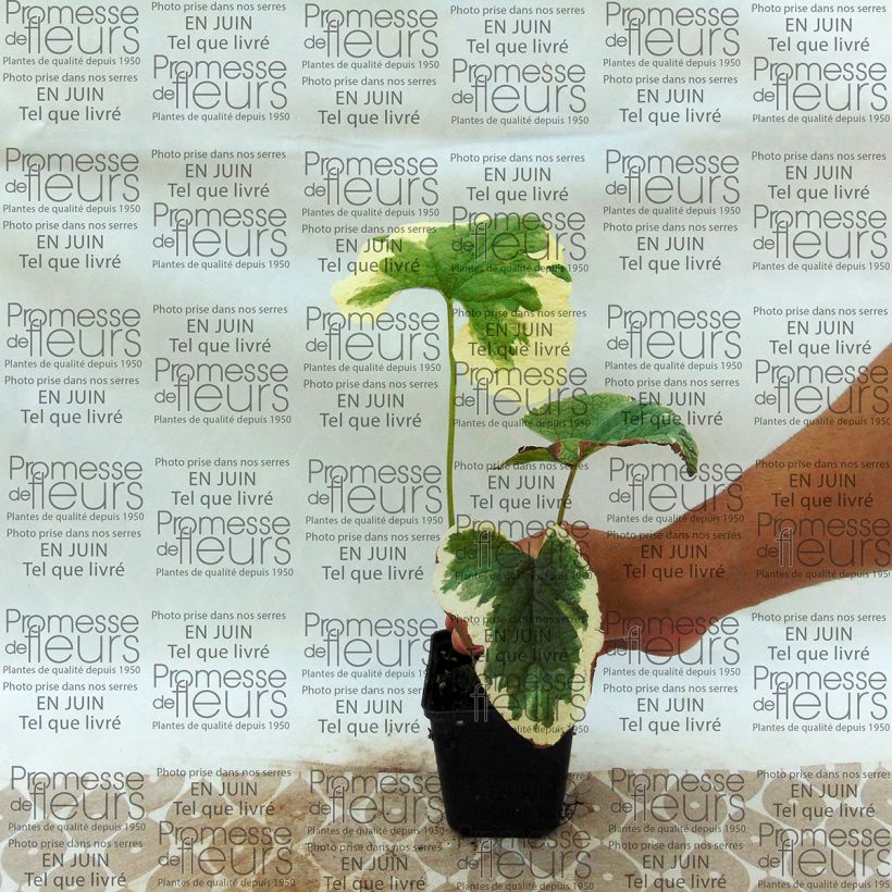 Voorbeeld van een exemplaar van Brunnera macrophylla Dawson s White - Kaukasisch vergeet-mij-nietje Kweekpotje van 8/9 cm zoals geleverd