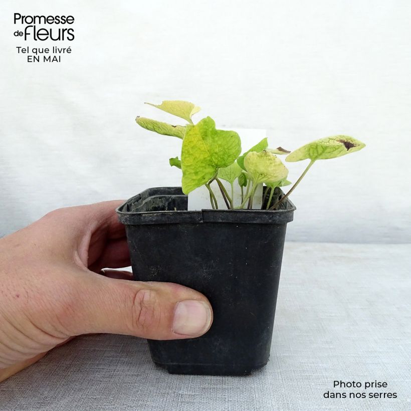 Exemplaar van Brunnera macrophylla Dianes Gold - Kaukasisch vergeet-mij-nietje Kweekpotje van 8/9 cm zoals geleverd in de lente