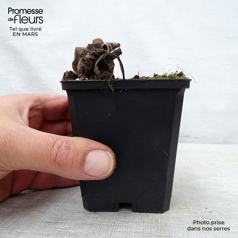 Exemplaar van Brunnera macrophylla Emerald Mist - Kaukasisch vergeet-mij-nietje Kweekpotje van 8/9 cm zoals geleverd in de lente