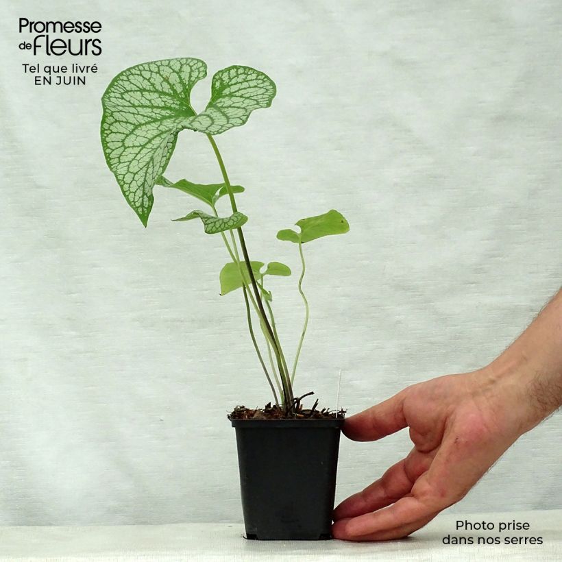 Exemplaar van Brunnera macrophylla Emerald Mist - Kaukasisch vergeet-mij-nietje Kweekpotje van 8/9 cm zoals geleverd in de zomer