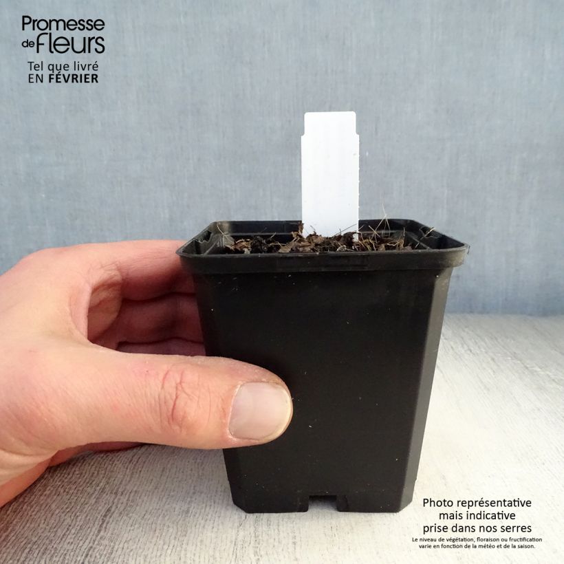 Example of Brunnera macrophylla Emerald Mist - Myosotis Caucase Kweekpotje van 8/9 cm as you get in hiver