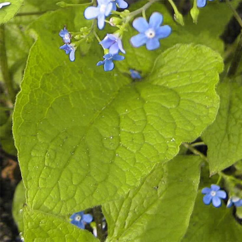Brunnera macrophylla Green Gold - Kaukasisch vergeet-mij-nietje (Blad)