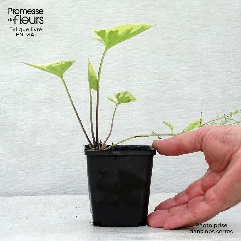 Exemplaar van Brunnera macrophylla Hadspen cream - Kaukasisch vergeet-mij-nietje Kweekpotje van 8/9 cm zoals geleverd in de lente