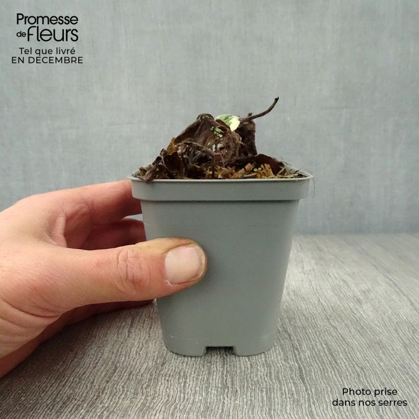 Example of Brunnera macrophylla Jack Frost - Myosotis du Caucase Kweekpotje van 7/8 cm as you get in hiver