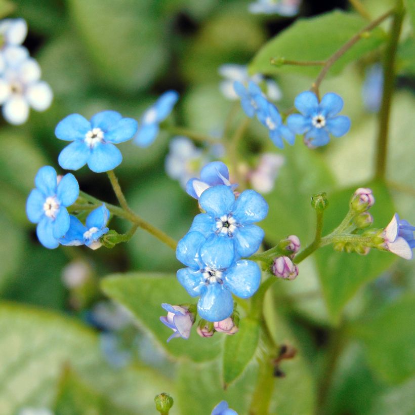 Brunnera macrophylla Jack Frost - Kaukasisch vergeet-mij-nietje (Flowering)