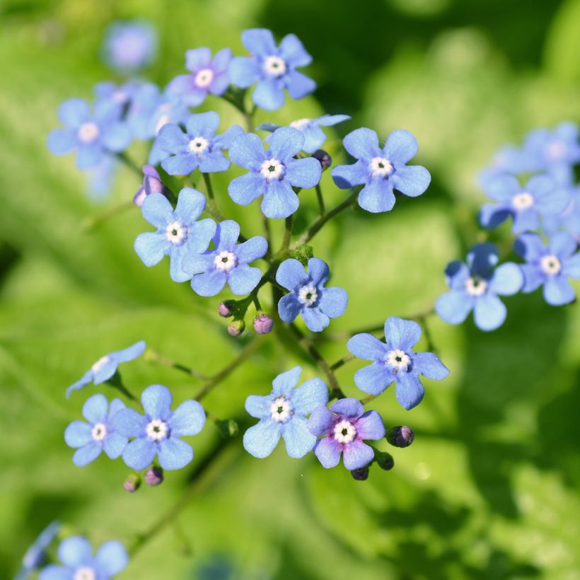 Brunnera macrophylla Jack Frost - Kaukasisch vergeet-mij-nietje (Bloei)
