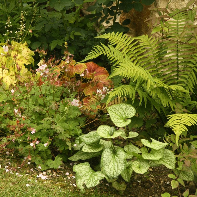 Brunnera macrophylla Jack Frost - Kaukasisch vergeet-mij-nietje (Groeiplaats)