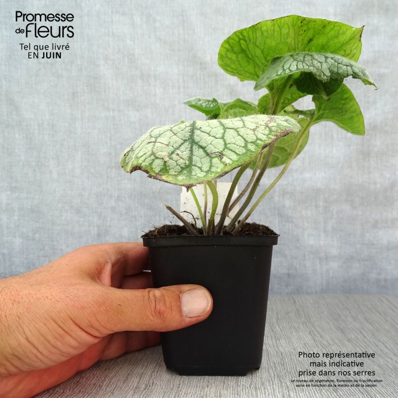 Exemplaar van Brunnera macrophylla Jack Frost - Kaukasisch vergeet-mij-nietje Kweekpotje van 7/8 cm zoals geleverd in de zomer