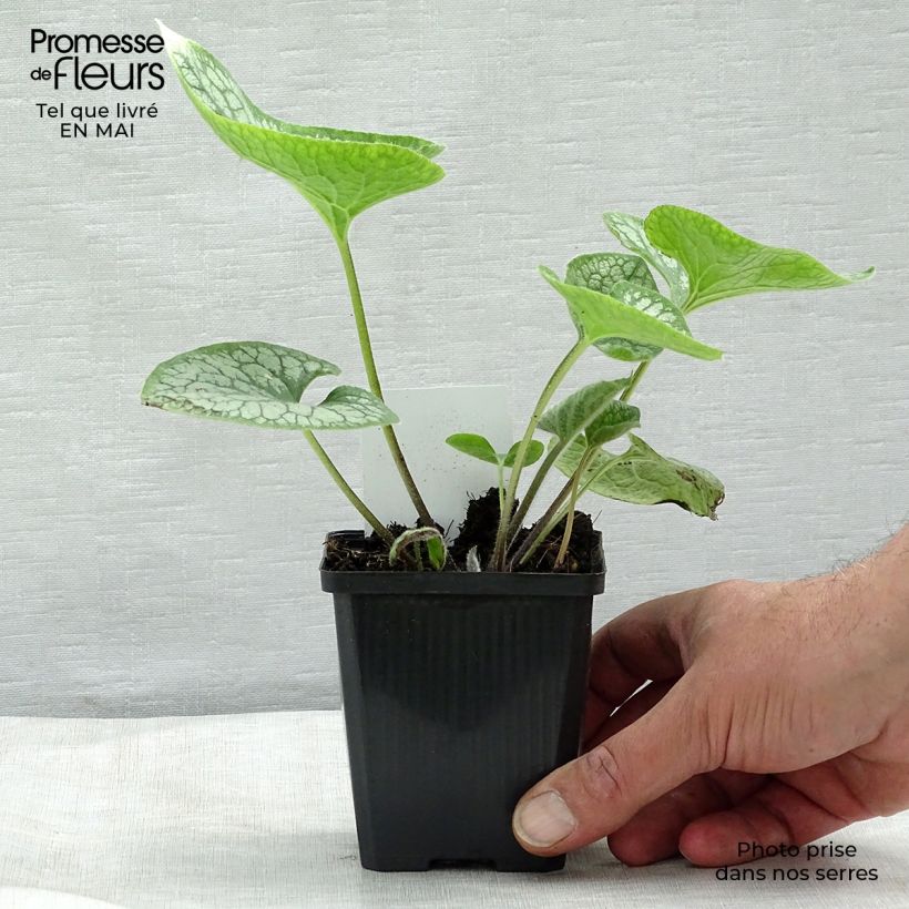 Exemplaar van Brunnera macrophylla Jack Frost - Kaukasisch vergeet-mij-nietje Kweekpotje van 7/8 cm zoals geleverd in de lente