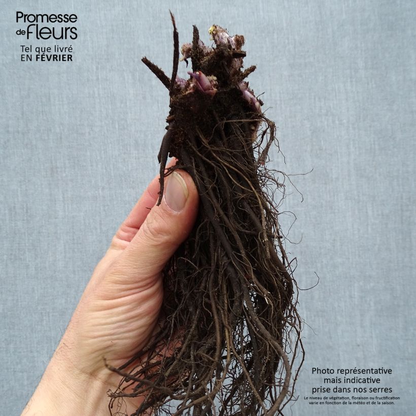 Example of Brunnera macrophylla Jack Frost - Myosotis du Caucase Naakte wortel as you get in hiver