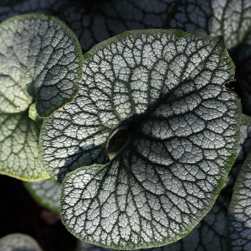 Brunnera macrophylla Jack of Diamonds - Kaukasisch vergeet-mij-nietje (Blad)