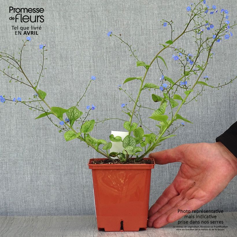 Exemplaar van Brunnera macrophylla Jack of Diamonds - Kaukasisch vergeet-mij-nietje Pot van 1 l/1,5 l zoals geleverd in de lente