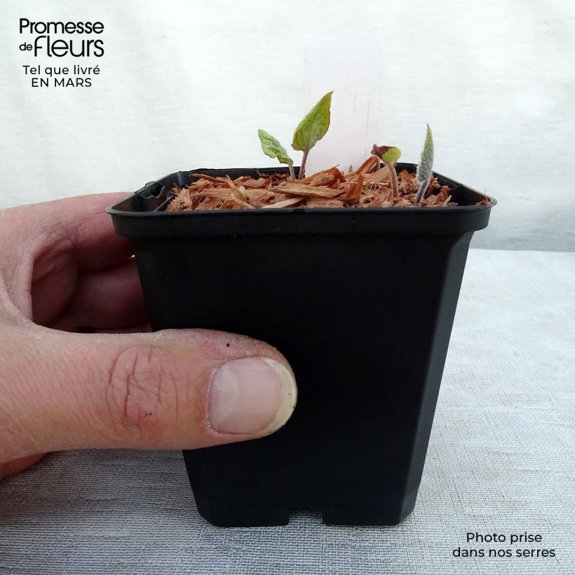 Example of Brunnera macrophylla Jacks Gold - Kaukasisch vergeet-mij-nietje Kweekpotje van 8/9 cm as you get in hiver