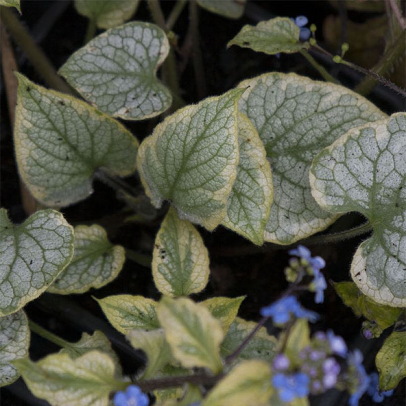 Brunnera macrophylla Kings Ramson - Kaukasisch vergeet-mij-nietje (Blad)