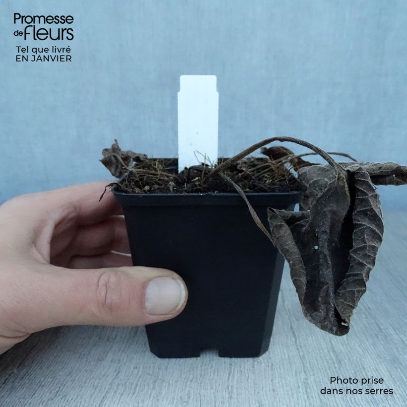 Example of Brunnera macrophylla Langtrees - Myosotis du Caucase Kweekpotje van 8/9 cm as you get in hiver