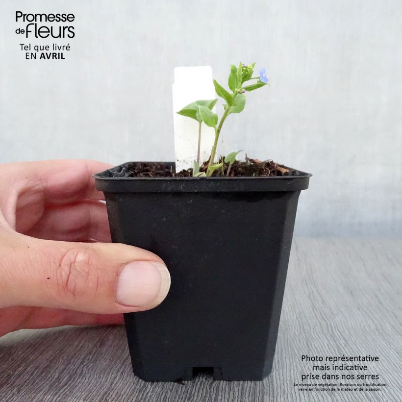 Exemplaar van Brunnera macrophylla Langtrees - Kaukasisch vergeet-mij-nietje Kweekpotje van 8/9 cm zoals geleverd in de lente