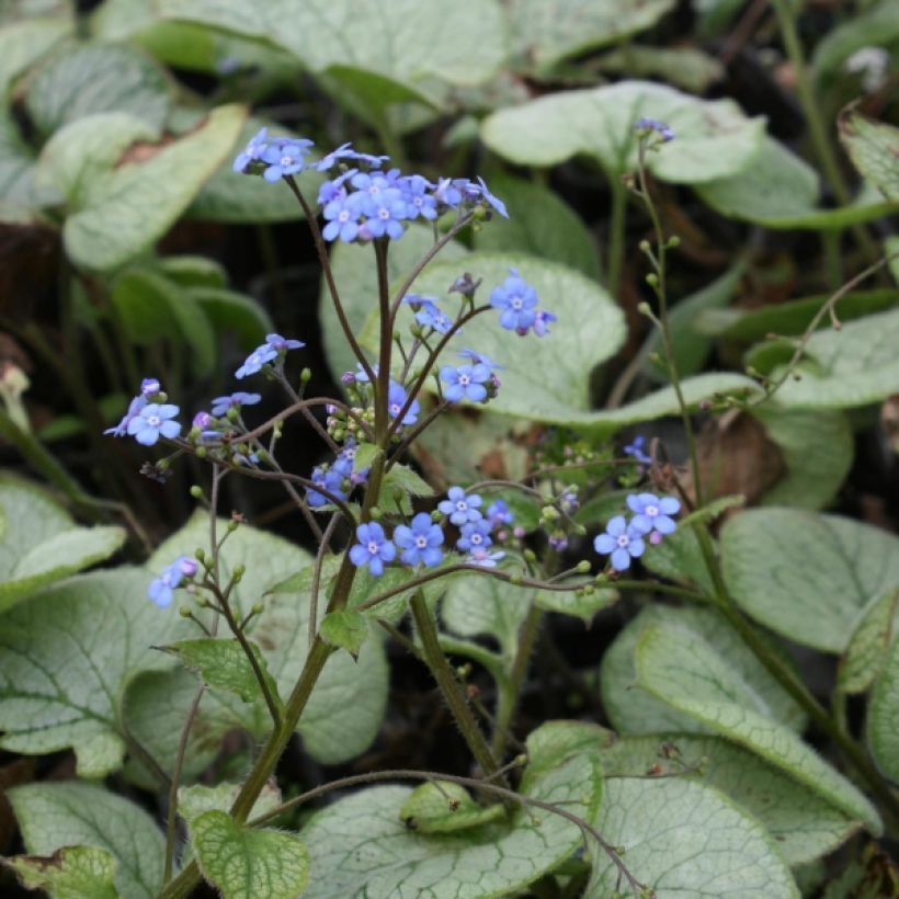 Brunnera macrophylla Looking Glass - Kaukasisch vergeet-mij-nietje (Plant habit)