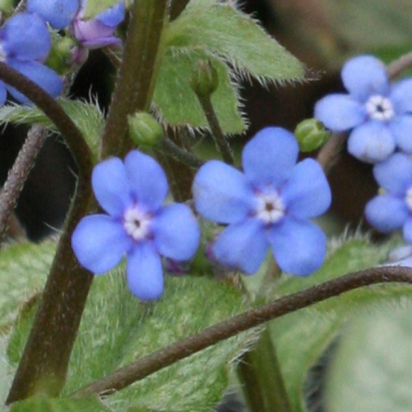 Brunnera macrophylla Looking Glass - Kaukasisch vergeet-mij-nietje (Flowering)