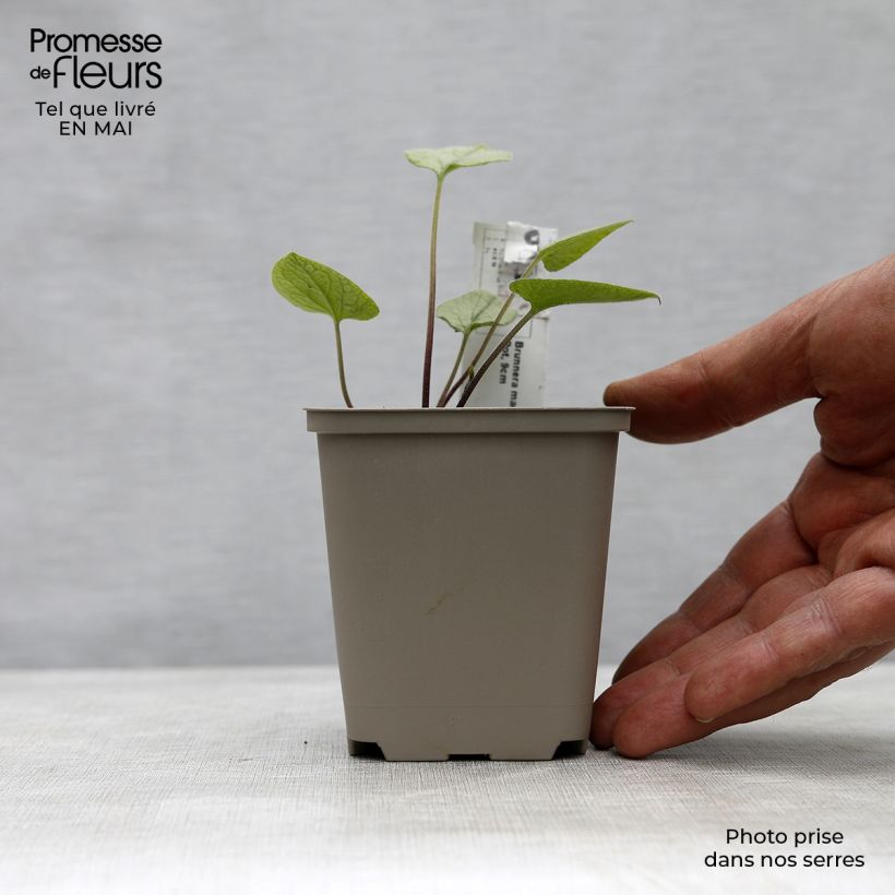 Exemplaar van Brunnera macrophylla Looking Glass - Kaukasisch vergeet-mij-nietje Kweekpotje van 8/9 cm zoals geleverd in de lente