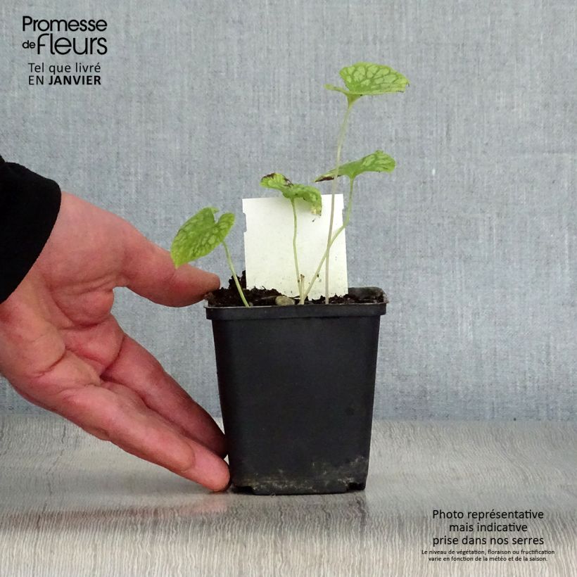 Example of Brunnera macrophylla Mr Morse - Kaukasisch vergeet-mij-nietje Kweekpotje van 8/9 cm as you get in hiver