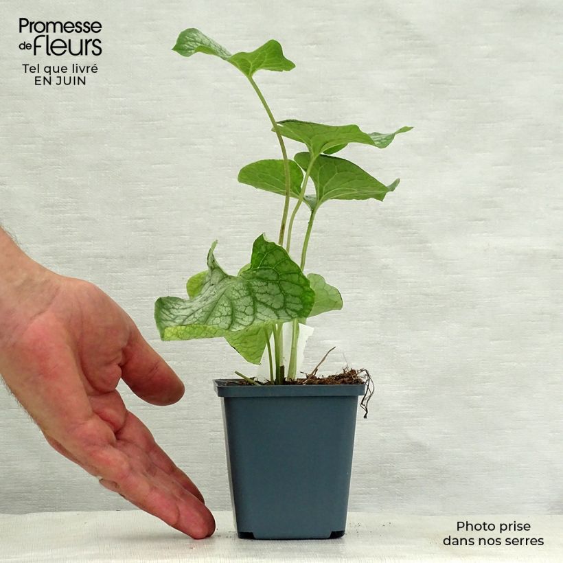 Exemplaar van Brunnera macrophylla Mr Morse - Kaukasisch vergeet-mij-nietje Kweekpotje van 8/9 cm zoals geleverd in de zomer