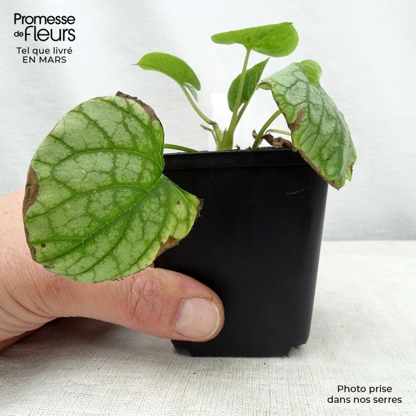 Exemplaar van Brunnera macrophylla Mr Morse - Kaukasisch vergeet-mij-nietje Kweekpotje van 8/9 cm zoals geleverd in de lente