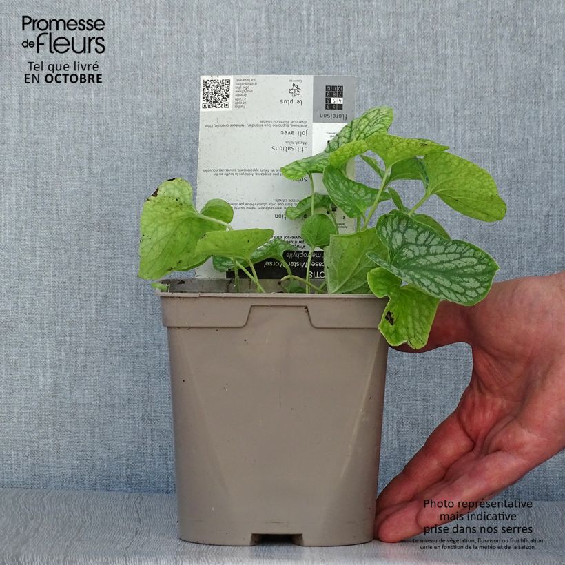 Exemplaar van Brunnera macrophylla Mr Morse - Kaukasisch vergeet-mij-nietje Pot van 2 l/3 l zoals geleverd in de herfst