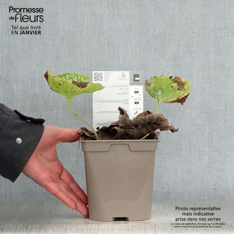 Example of Brunnera macrophylla Mr Morse - Kaukasisch vergeet-mij-nietje Pot van 2 l/3 l as you get in hiver