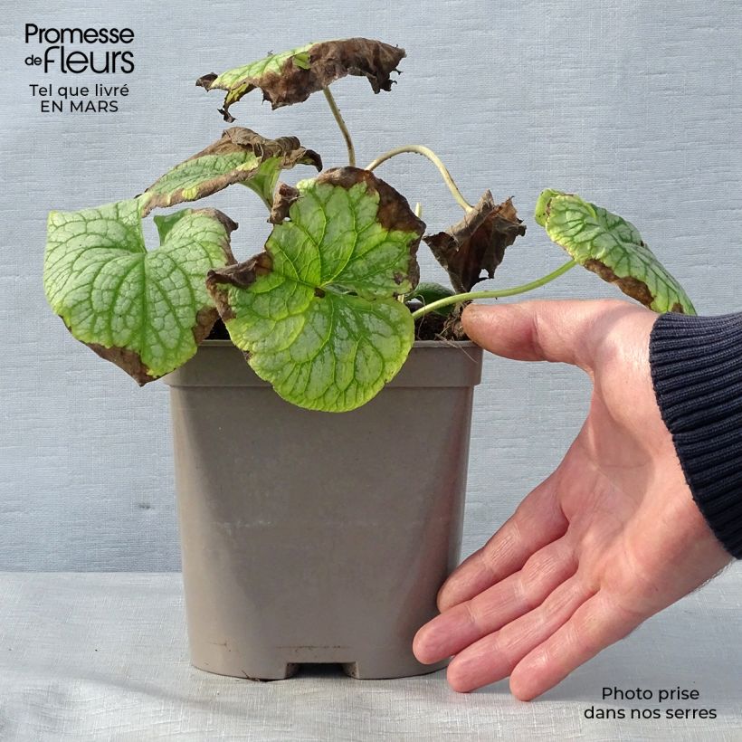 Exemplaar van Brunnera macrophylla Mr Morse - Kaukasisch vergeet-mij-nietje Pot van 2 l/3 l zoals geleverd in de lente