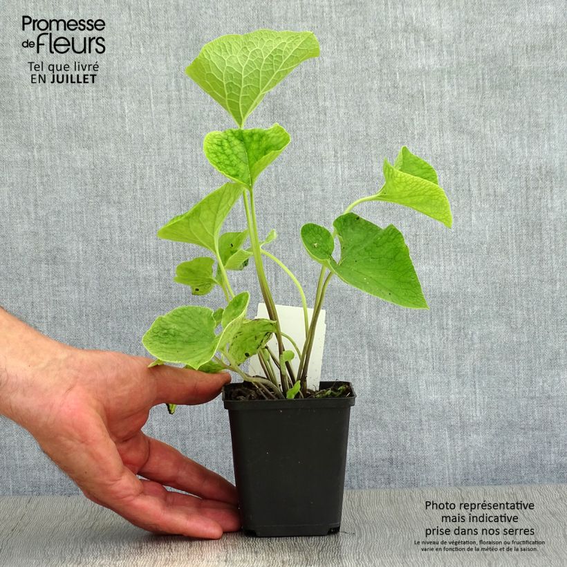Exemplaar van Brunnera macrophylla - Kaukasisch vergeet-mij-nietje Kweekpotje van 8/9 cm zoals geleverd in de zomer