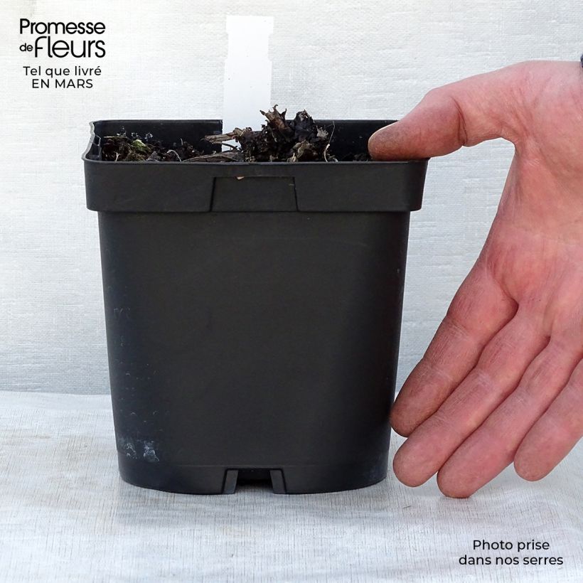 Exemplaar van Brunnera macrophylla - Kaukasisch vergeet-mij-nietje Pot van 2 l/3 l zoals geleverd in de lente