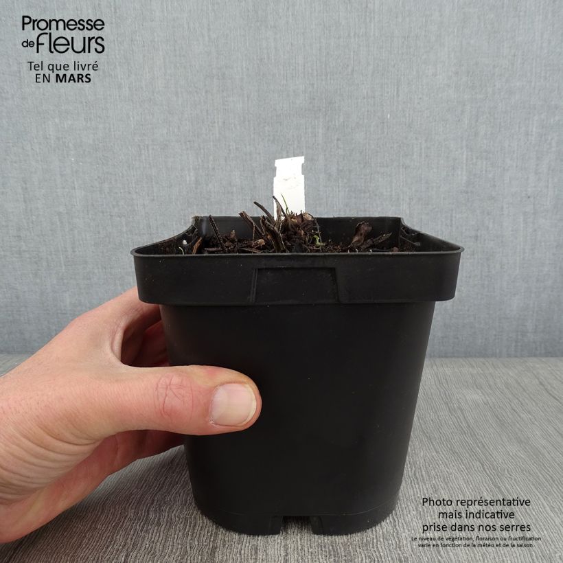 Example of Brunnera macrophylla - Kaukasisch vergeet-mij-nietje Pot van 2 l/3 l as you get in hiver