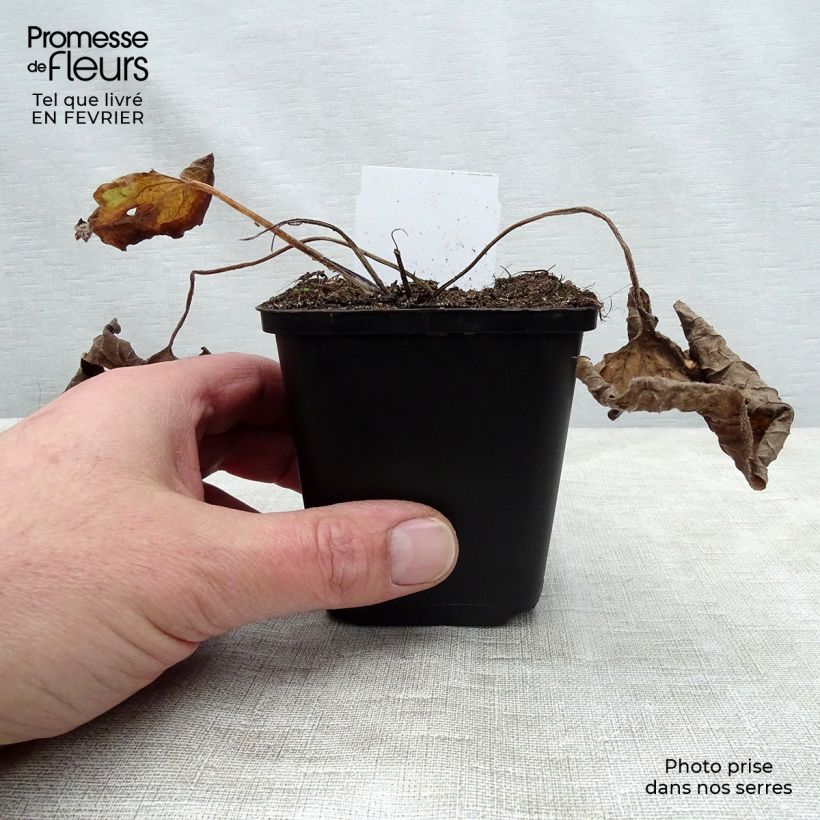 Example of Brunnera macrophylla - Kaukasisch vergeet-mij-nietje Kweekpotje van 8/9 cm as you get in hiver