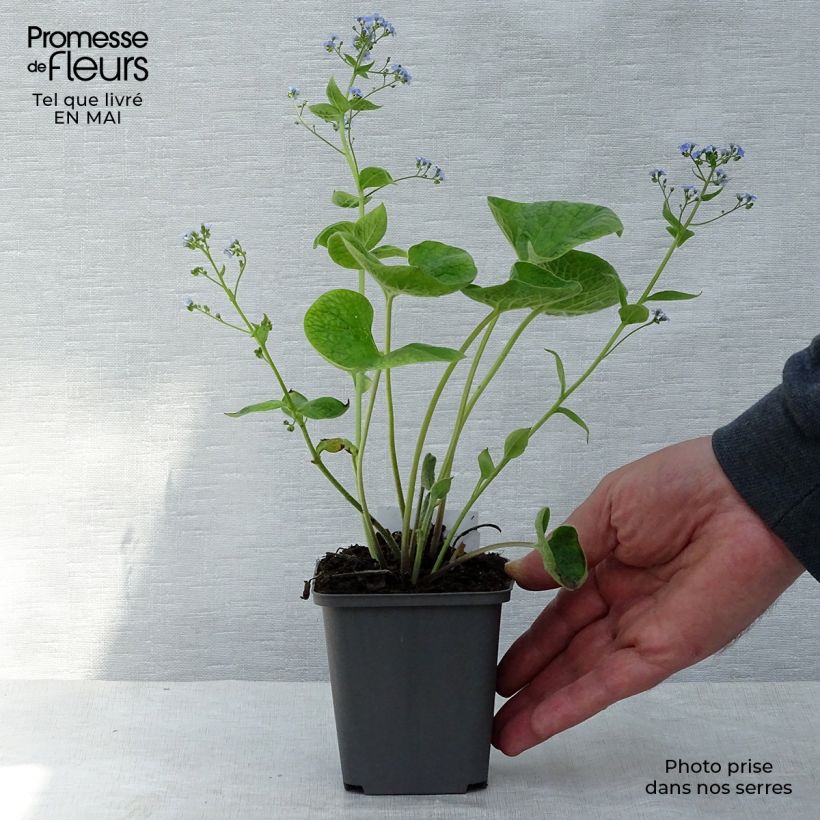 Exemplaar van Brunnera macrophylla - Kaukasisch vergeet-mij-nietje Kweekpotje van 8/9 cm zoals geleverd in de lente