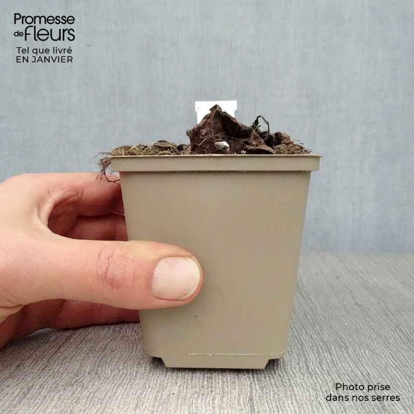 Example of Brunnera macrophylla Silver Heart® - Myosotis du Caucase Kweekpotje van 8/9 cm as you get in hiver