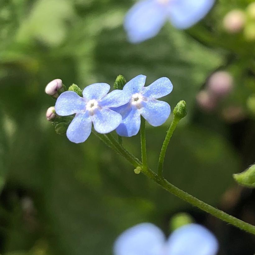 Brunnera macrophylla Silver Heart - Kaukasisch vergeet-mij-nietje (Flowering)