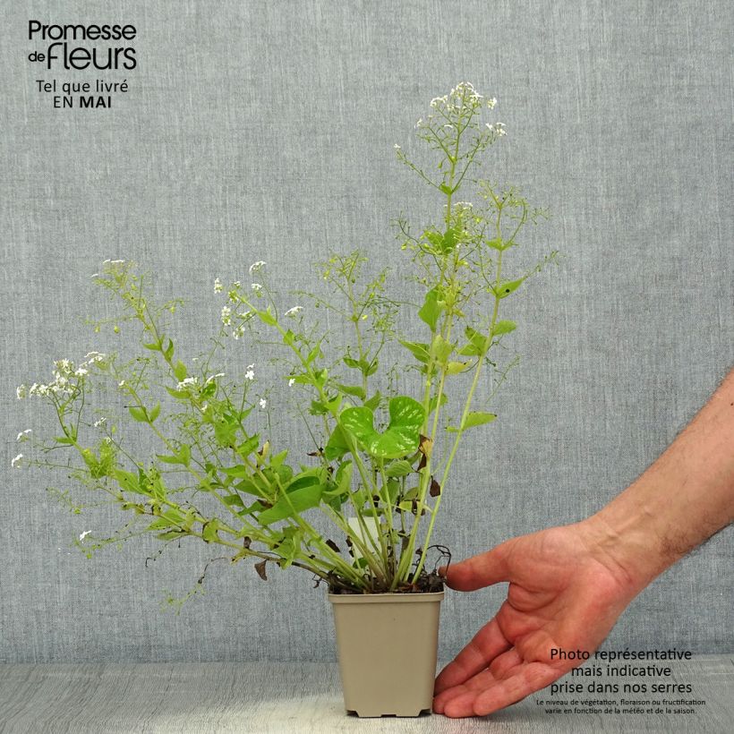 Exemplaar van Brunnera macrophylla White Zebra - Kaukasisch vergeet-mij-nietje Kweekpotje van 8/9 cm zoals geleverd in de lente