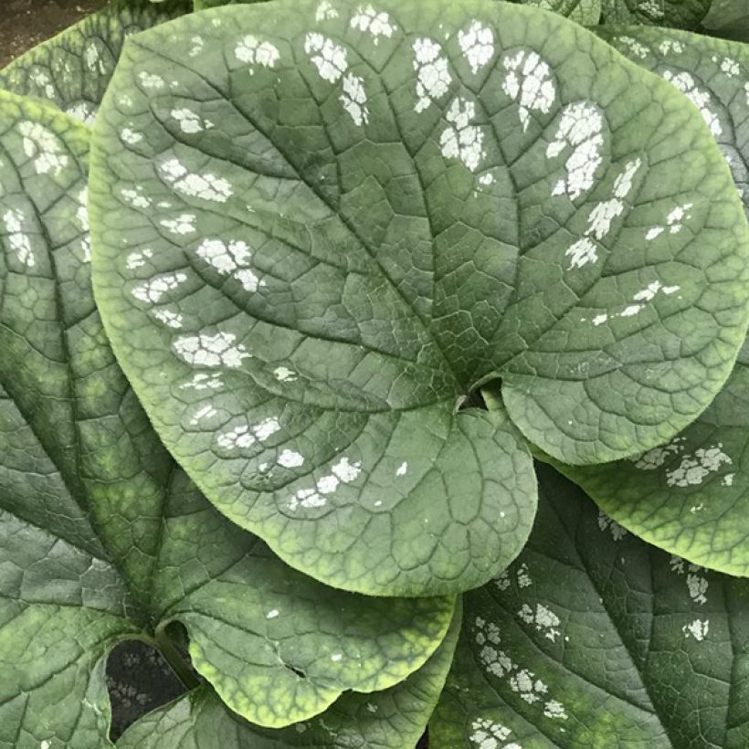 Brunnera macrophylla White Zebra - Kaukasisch vergeet-mij-nietje (Blad)