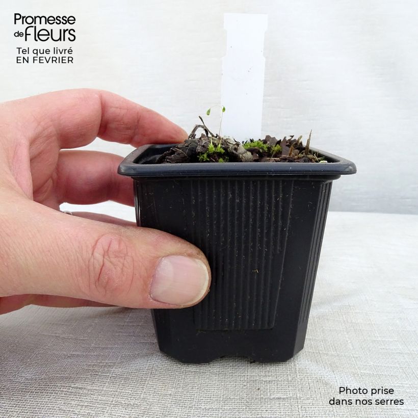 Example of Brunnera sibirica - Myosotis du Caucase Kweekpotje van 8/9 cm as you get in hiver