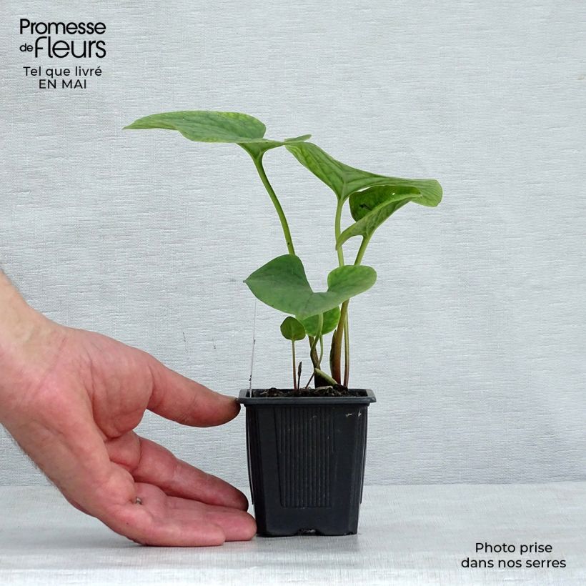 Exemplaar van Brunnera sibirica - Kaukasisch vergeet-mij-nietje Kweekpotje van 8/9 cm zoals geleverd in de lente