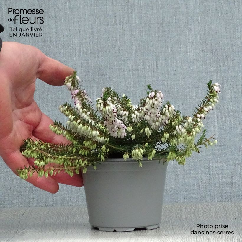 Example of Erica carnea December Red - Winterheide Kweekpotje van 8/9 cm as you get in hiver