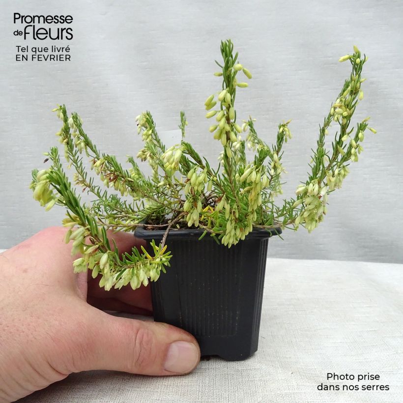 Example of Erica Springwood White - Winterheide Kweekpotje van 8/9 cm as you get in hiver