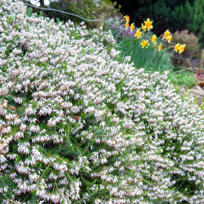 Erica Springwood White - Winterheide (Groeiplaats)